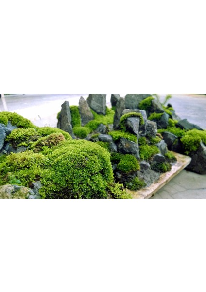 Kaya Yosunu Moss 2000 Cm² - Teraryum Zemini Canlı Yosun indirimleri