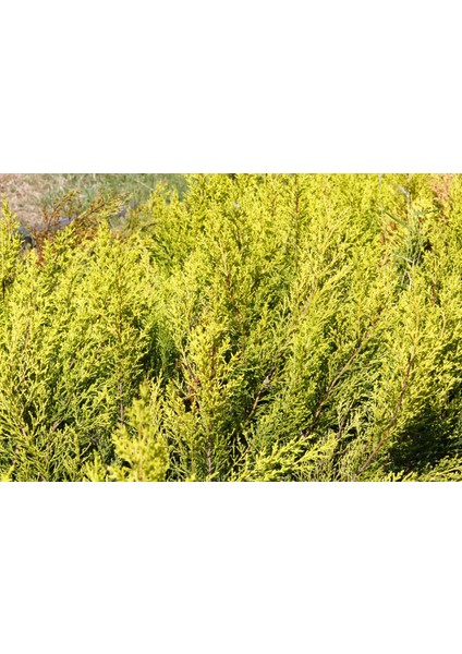 Limoni Servi - Aşılı Ve Sarı Çit Bitkisi - 30 Adet Paket