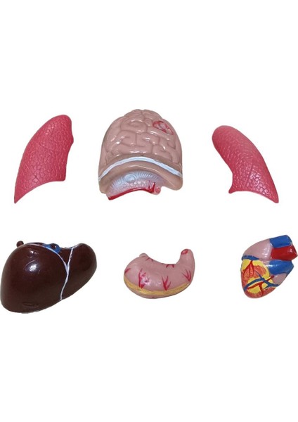 Insan Vücudu Küçük 28 cm 8 Parçadan Oluşan Eğitici Oyuncak Sök Tak, Tak Çıkar Insan Anatomisi, Insan Vücudu