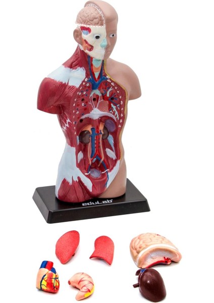 Insan Vücudu Küçük 28 cm 8 Parçadan Oluşan Eğitici Oyuncak Sök Tak, Tak Çıkar Insan Anatomisi, Insan Vücudu