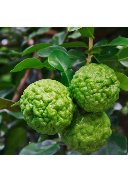 Nadir Bulunan 3 Yaş Tüplü Kaffir Lime Limon Boy 120-150 cm