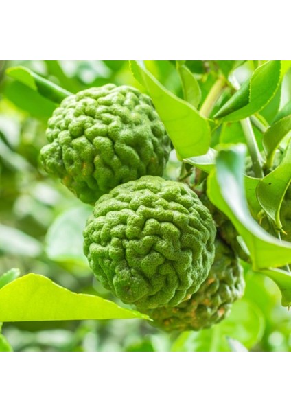 Nadir Bulunan 3 Yaş Tüplü Kaffir Lime Limon Boy 120-150 cm