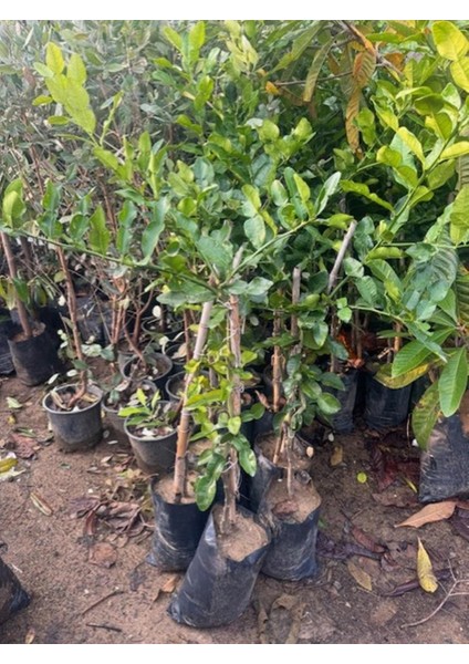 Nadir Bulunan 3 Yaş Tüplü Kaffir Lime Limon Boy 120-150 cm