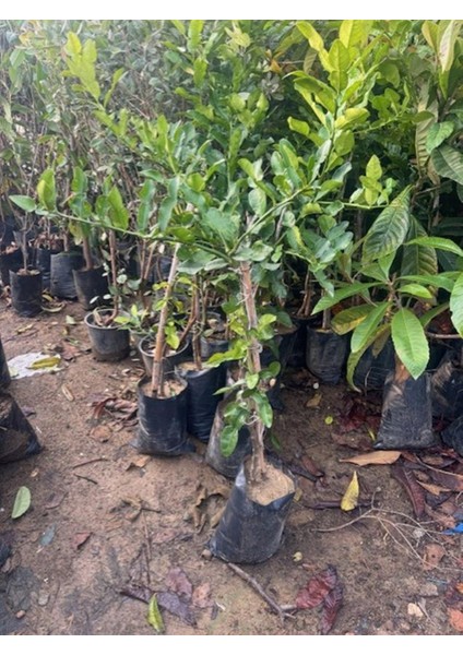 Nadir Bulunan 3 Yaş Tüplü Kaffir Lime Limon Boy 120-150 cm
