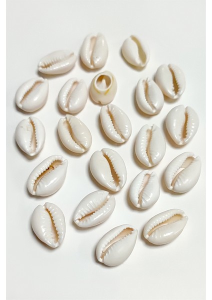 10 Adet Istiridye Aparatı Orta