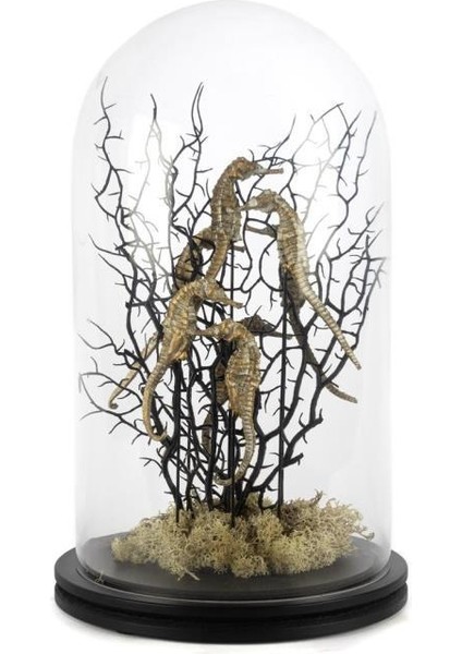 Coral Siyah Altın Cam Fanus Dekor 22 x 37 cm