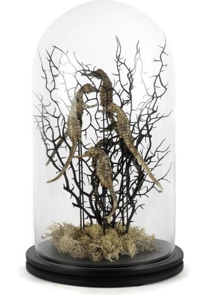 Coral Siyah Altın Cam Fanus Dekor 22 x 37 cm