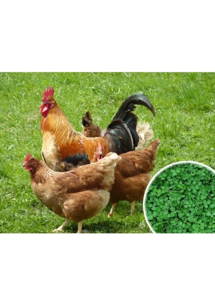 Tavuk Yoncası Tohumu 1 kg Ak Üçgül Tohumu Bodur Yonca Süs Yoncası Trifolium Repens