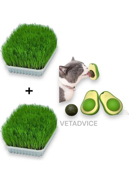 Kedi Çimi Seti 2 Adet Kedi Çimi 1 Adet Kedi Avokado Catnip Set