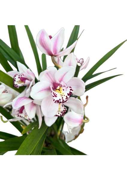 Cymbidium 'White' (Simbidyum Orkide)