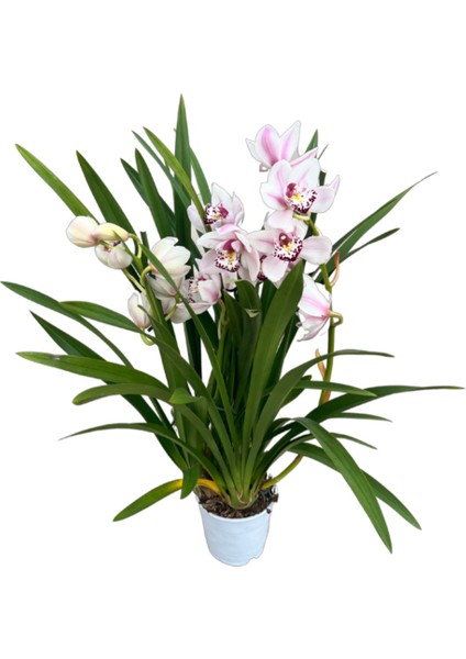 Cymbidium 'White' (Simbidyum Orkide)
