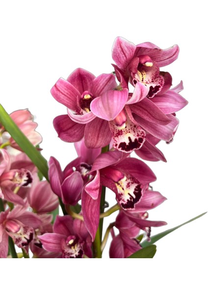 Cymbidium 'Pink' (Simbidyum Orkide)