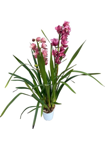 Cymbidium 'Pink' (Simbidyum Orkide)