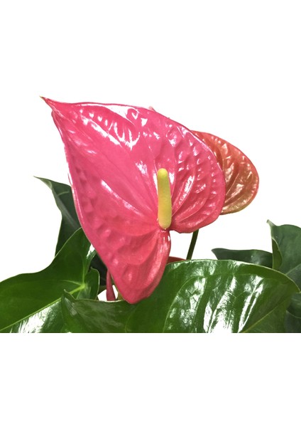 - Anthurium Andraeanum 'Pink' (Flamingo Çiçeği)