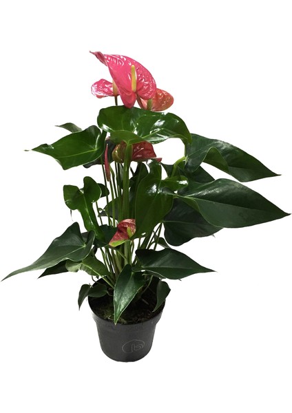 - Anthurium Andraeanum 'Pink' (Flamingo Çiçeği) fiyatları