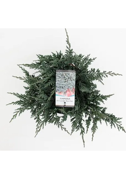 Yayılıcı Ardıç Juniperus Horizontalis Mavi - Blue Mint