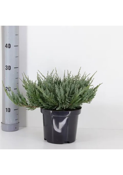 Yayılıcı Ardıç Juniperus Horizontalis Mavi - Blue Mint