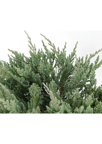 Yayılıcı Ardıç Juniperus Horizontalis Mavi - Blue Mint