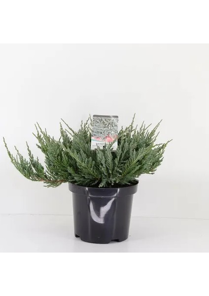 Yayılıcı Ardıç Juniperus Horizontalis Mavi - Blue Mint