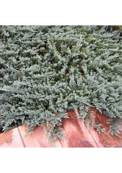 Yayılıcı Ardıç Juniperus Horizontalis Mavi - Blue Mint