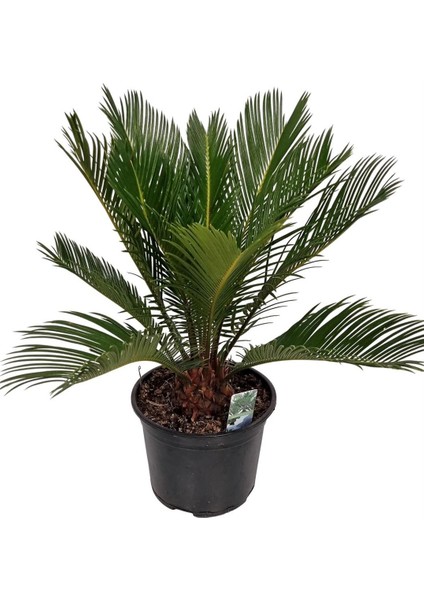 Cycas Sikas Palmiyesi Premium Saksılı İç - Dış Mekan Bitkisi