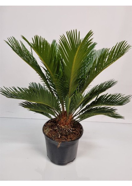 Cycas Sikas Palmiyesi Premium Saksılı İç - Dış Mekan Bitkisi