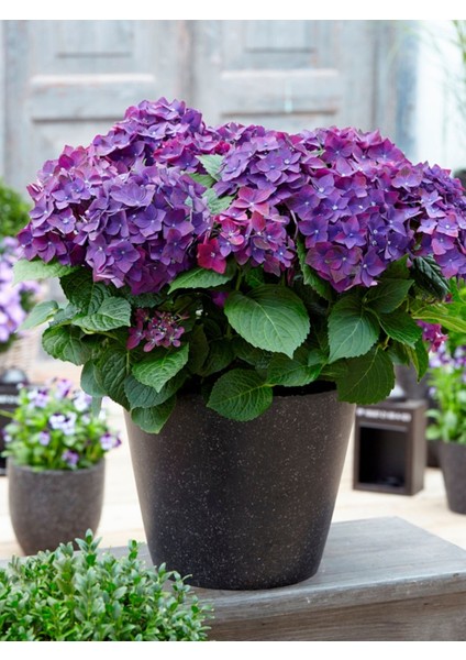 Ortanca Çiçeği Hydrangea Macrophylla Premium