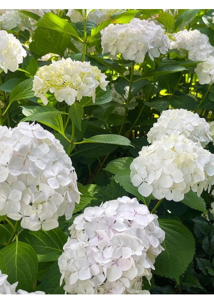 Ortanca Çiçeği Hydrangea Macrophylla Premium