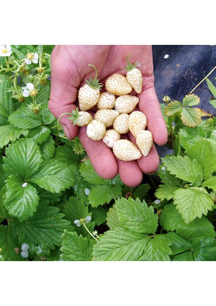 Beyaz Çilek Pineberry Fidesi 5 Adet