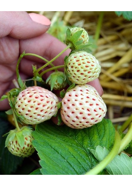 Beyaz Çilek Pineberry Fidesi 5 Adet