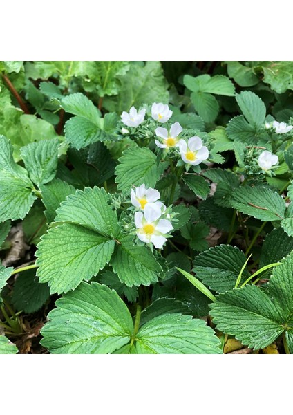 Beyaz Çilek Pineberry Fidesi 5 Adet