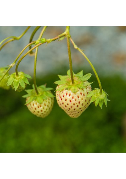 Beyaz Çilek Pineberry Fidesi 5 Adet