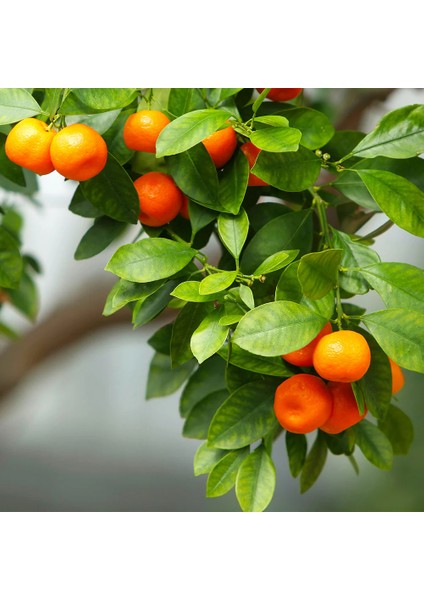 Weet Glow Mandalina Ağacı – Taze Lezzet ve Doğal Zarafet