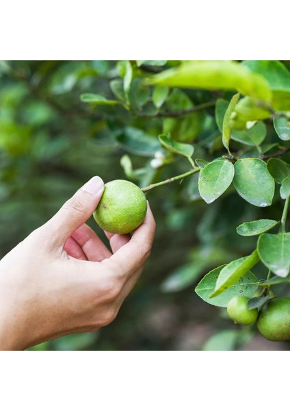 Citrus Limon Ağacı