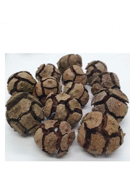 Selvi (Servi) Kozalağı 100 gr