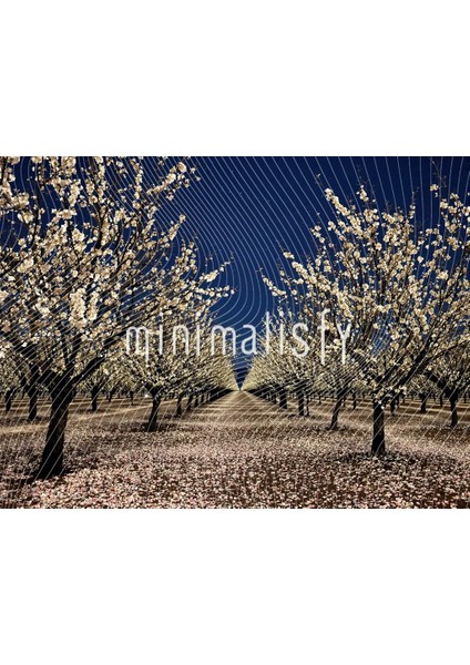 Büyüleyici Beyaz Çiçekler ve Gece Gökyüzü ile Arka Plan, 200X150CM, Stüdyo Fonu