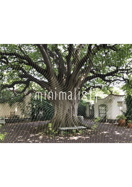 Büyük Ağaç ve Doğanın Huzuru: 200X150CM Arka Plan, Stüdyo Fonu