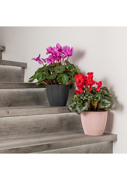 Sümela Örgü Saksı 5 Litre Kendinden Tabaklı Bitki Çiçek Saksısı fırsatları