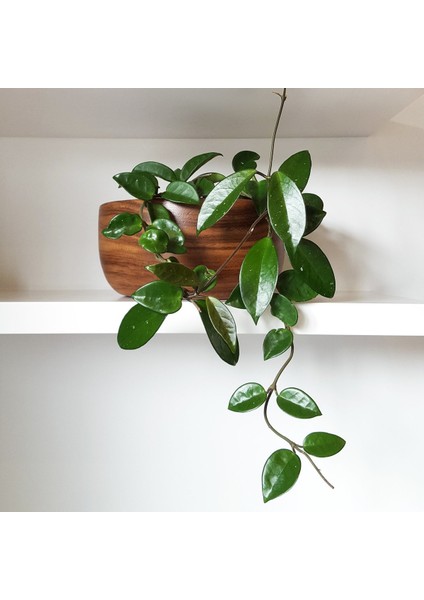 Mum Çiçeği – (Hoya Carnosa) - Askılı Saksıda fiyatları