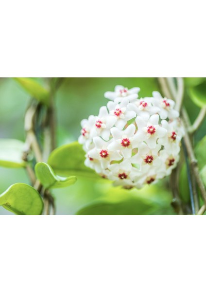 Mum Çiçeği – (Hoya Carnosa) - Askılı Saksıda fırsatları