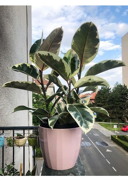 Alacalı Kauçuk – Ficus Elastica Tineke 40-60 cm
