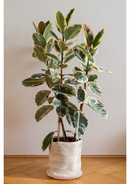 Alacalı Kauçuk – Ficus Elastica Tineke 40-60 cm