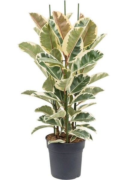 Alacalı Kauçuk – Ficus Elastica Tineke 40-60 cm