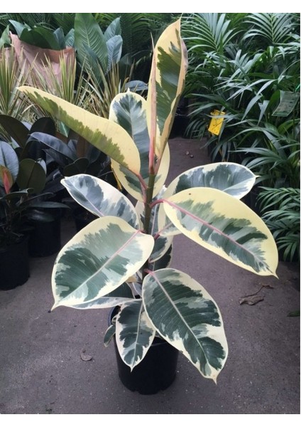Alacalı Kauçuk – Ficus Elastica Tineke 40-60 cm