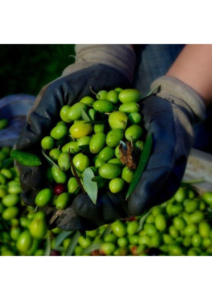 Tüplü Sınırlı Üretim Picholine Zeytini (Fransa Menşei) Fidanı