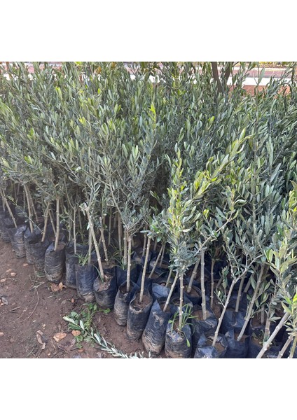 Tüplü Sınırlı Üretim Picholine Zeytini (Fransa Menşei) Fidanı fiyatları
