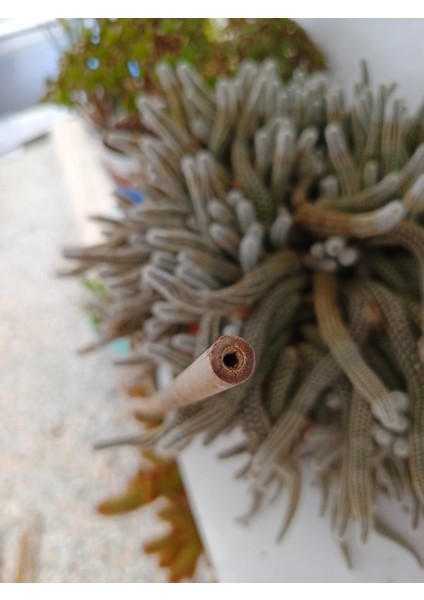 - Gerçek Bambu Destek Çubuğu (10 Adet / 150 Cm.) fiyatları