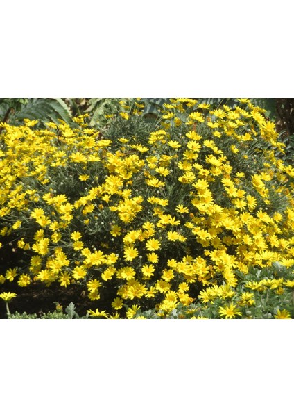 Sarı Papatya Euryops 5 Adet - Çok Yıllık Dış Mekan Çiçeği
