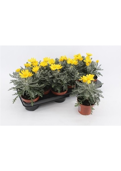 Sarı Papatya Euryops 5 Adet - Çok Yıllık Dış Mekan Çiçeği