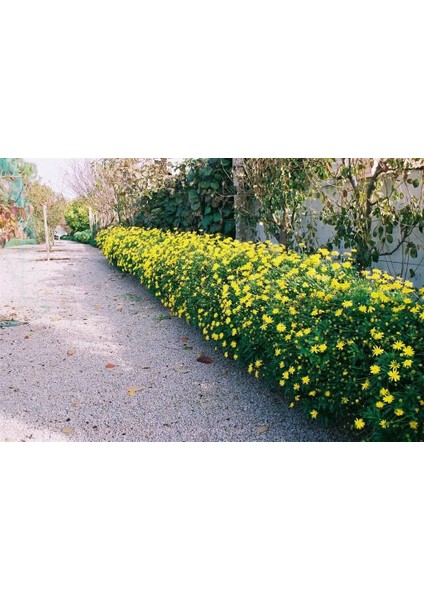 Sarı Papatya Euryops 5 Adet - Çok Yıllık Dış Mekan Çiçeği